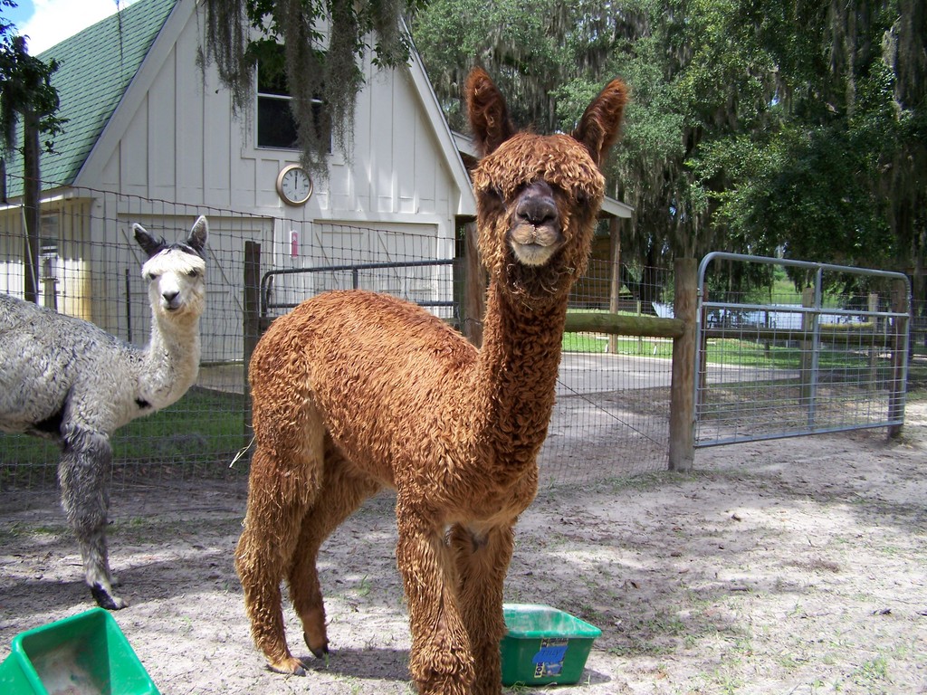 Southern Oaks Alpacas
