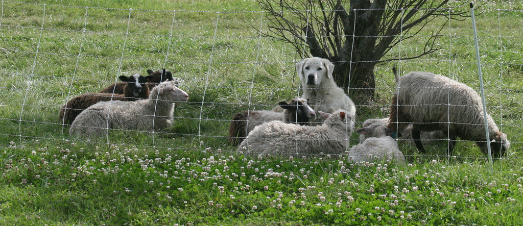 Spinning Sheep Fiber Farm
