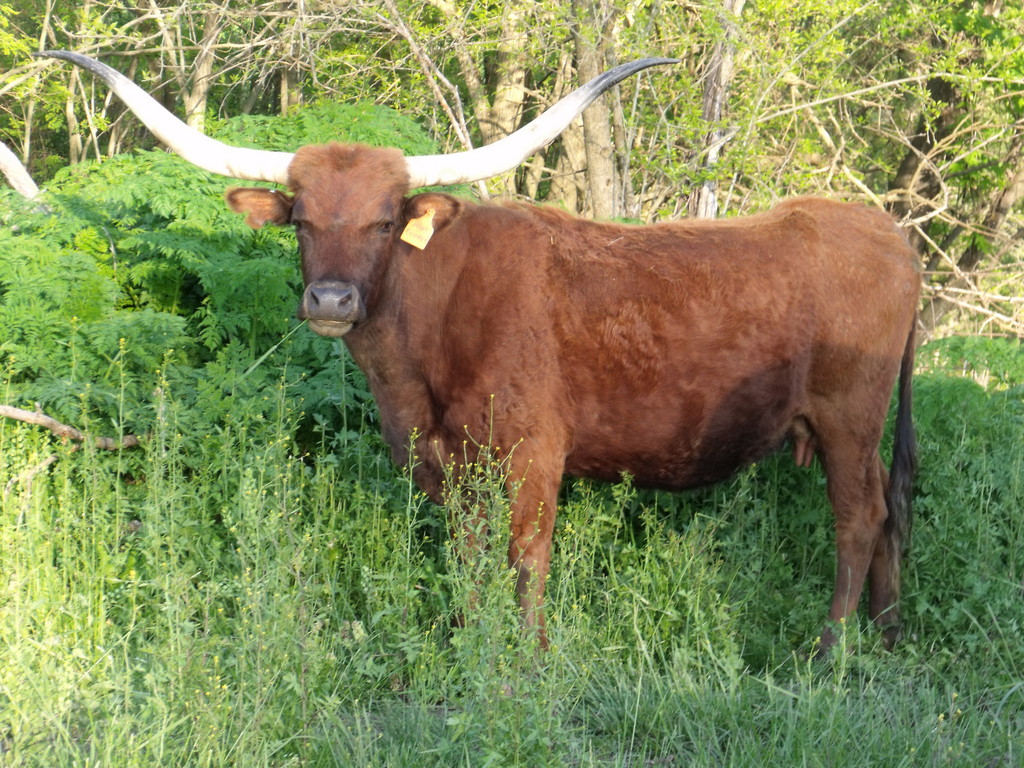 SS Backwards Longhorn Meats