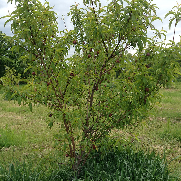 St. Andre Orchard