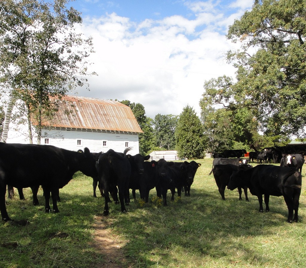 Stack Rock Mountain Farm