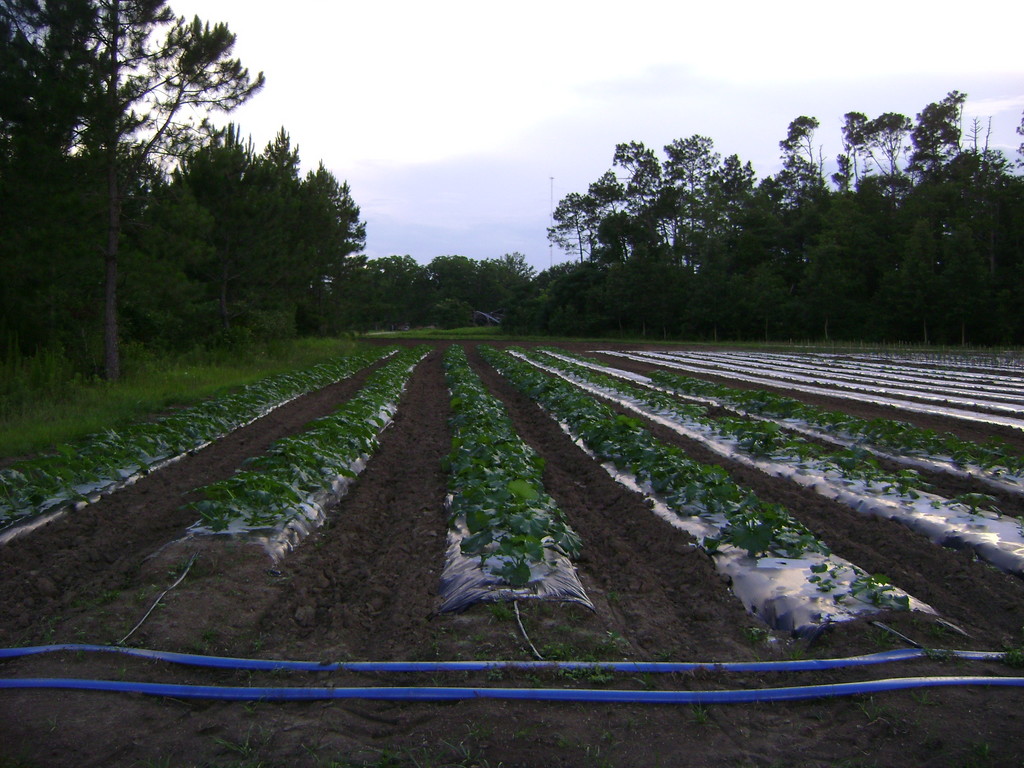 Stewart Organic Farm