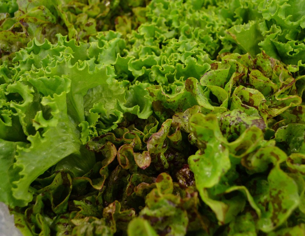 Stewart's Family Farm CSA