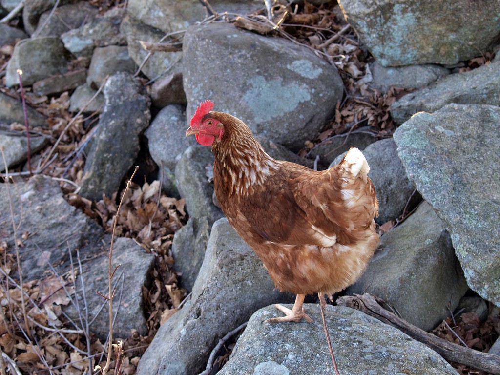 Stony Brook Valley Farm