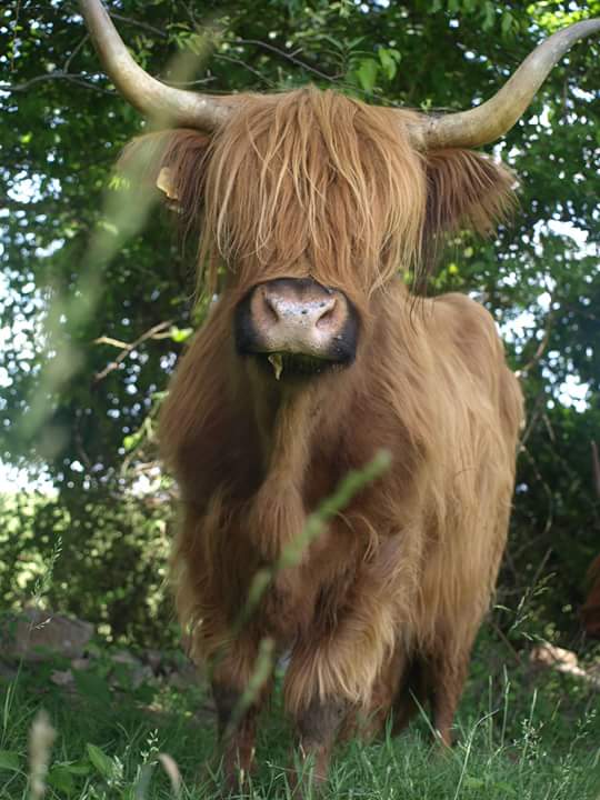 Stony Run Highlands and Farm