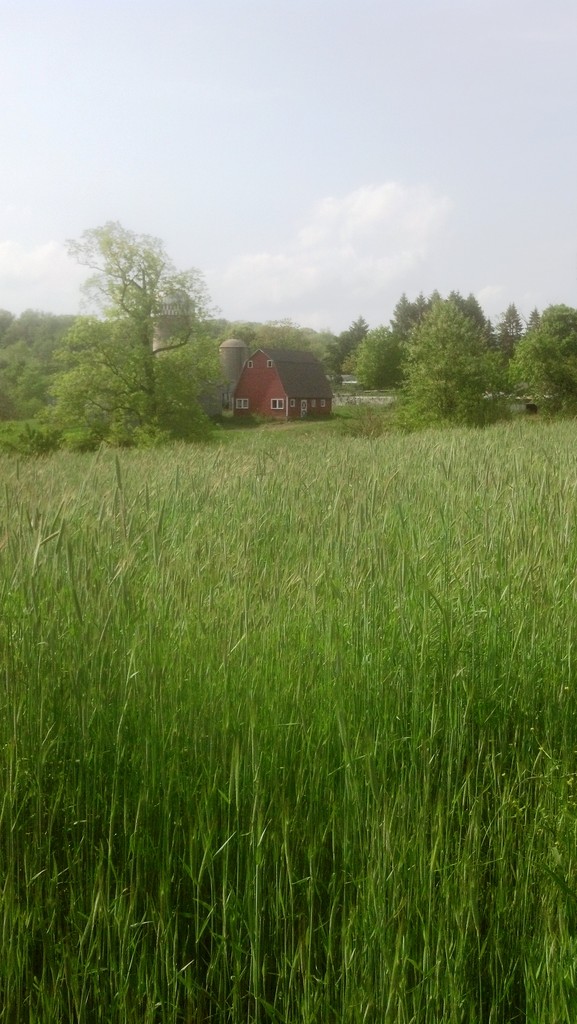 Sun One Organic Farm