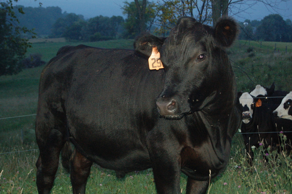 Sunnybrook Farm- Grass Fed Meats
