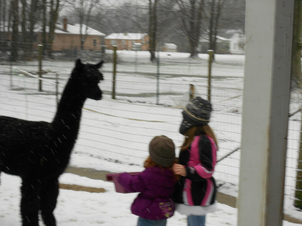 Sunrise Farm the Alpacas of Geneva