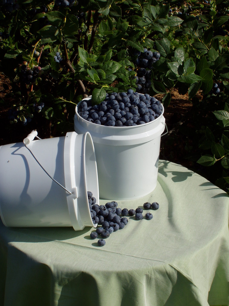 Sunset Valley Organics - Wilt Farms, Inc.