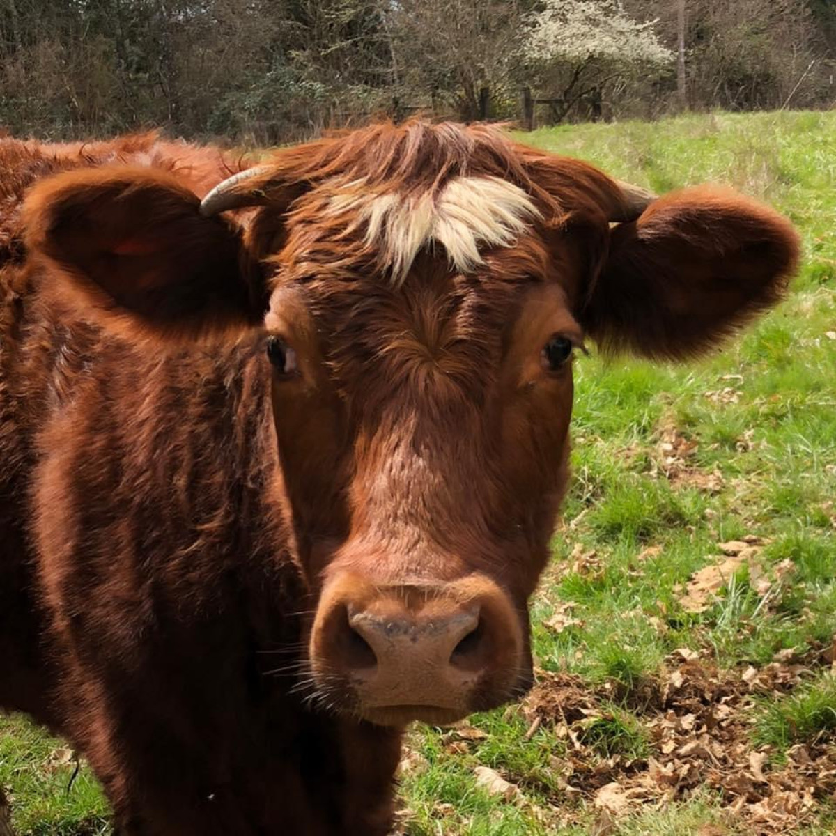 Sweet Home Chestnut Farm