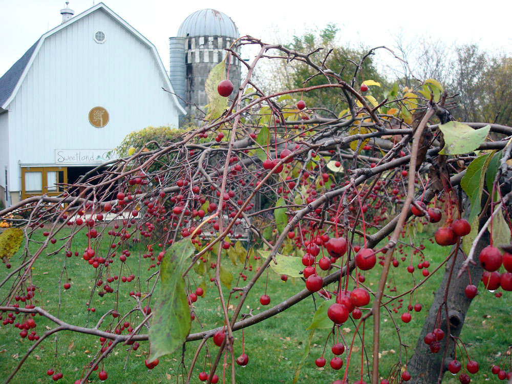 Sweetland Orchard