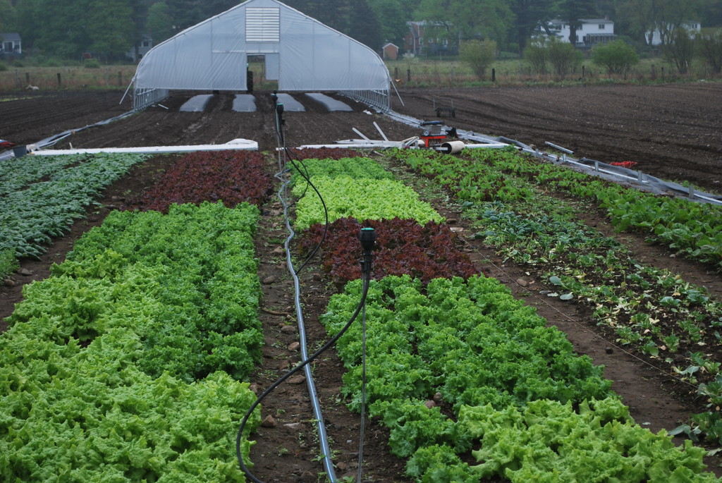 Tangerini's Spring Street Farm