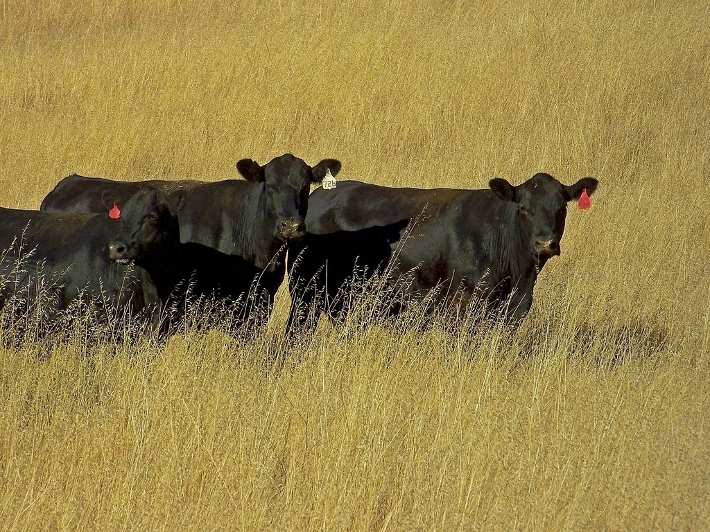 Templeton Hills Beef