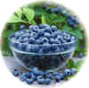 The Blueberry Patch