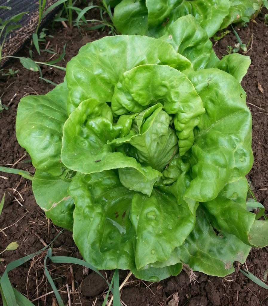The Edible Landscapes