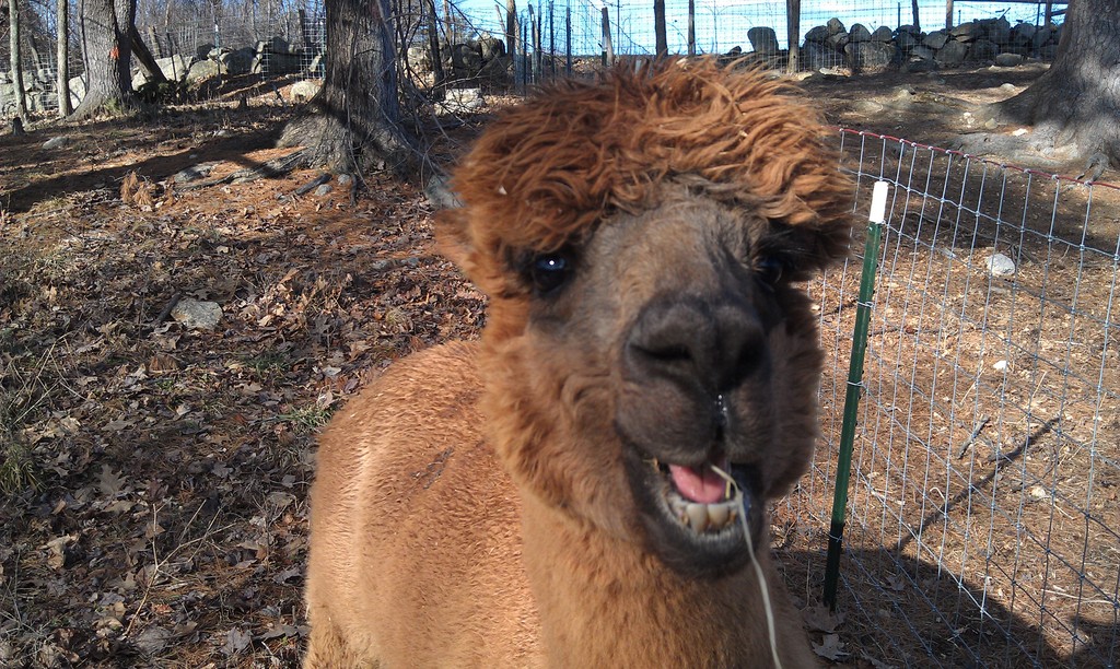 The Educational Farm at Joppa Hill