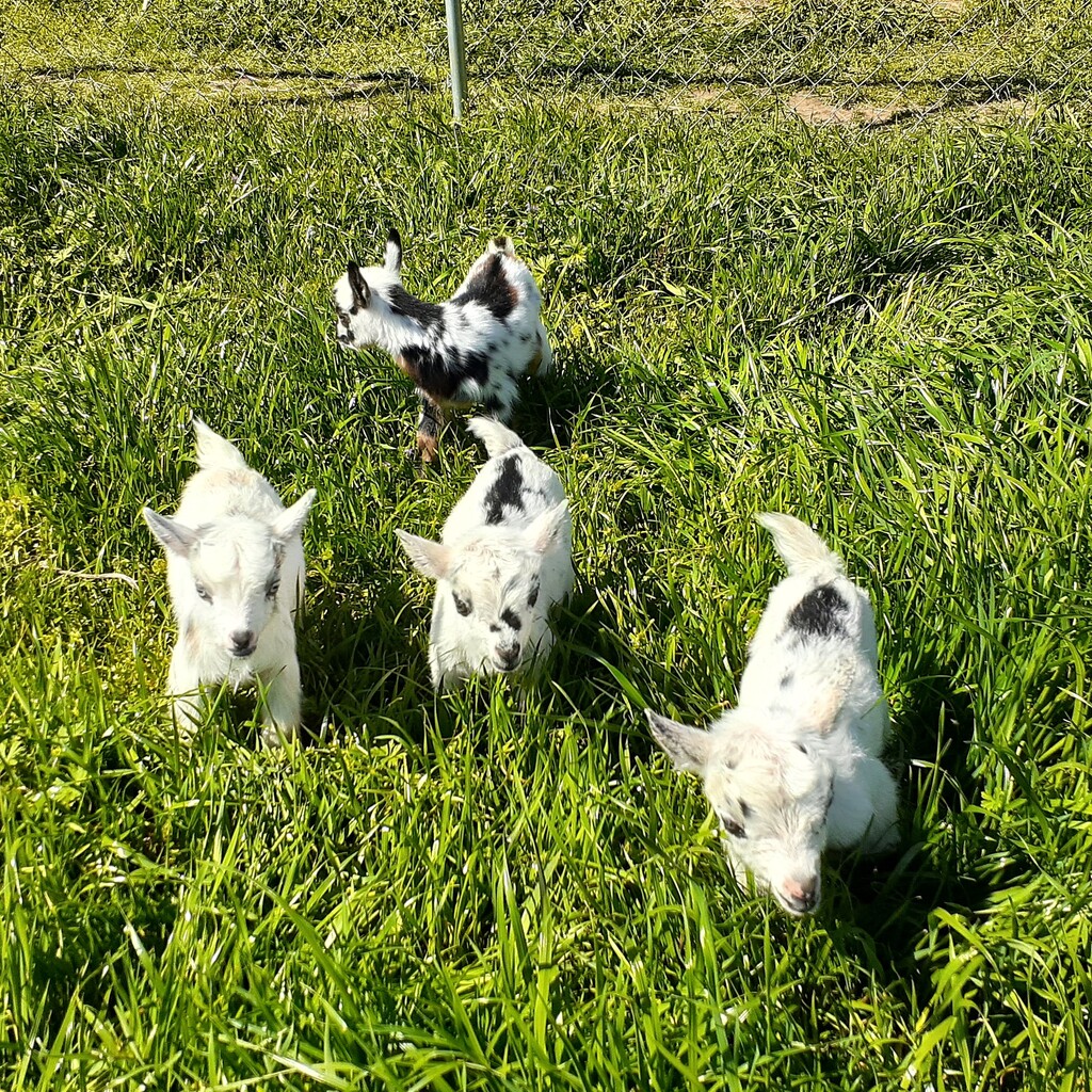 The Georgia Mad Hatcher