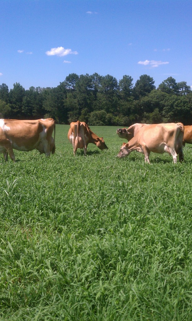 The Good Shepherd Family Farm