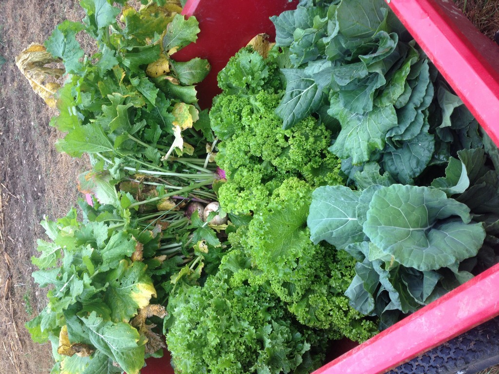 The Harvest Farm