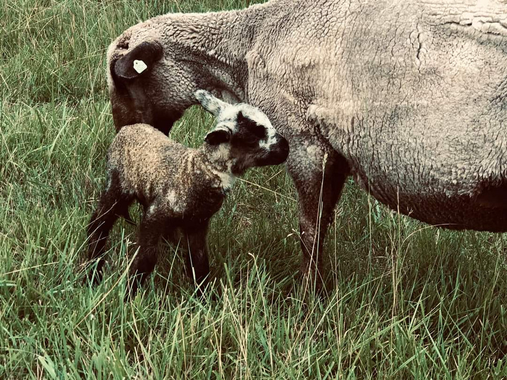 The Heirloom Farm, LLC