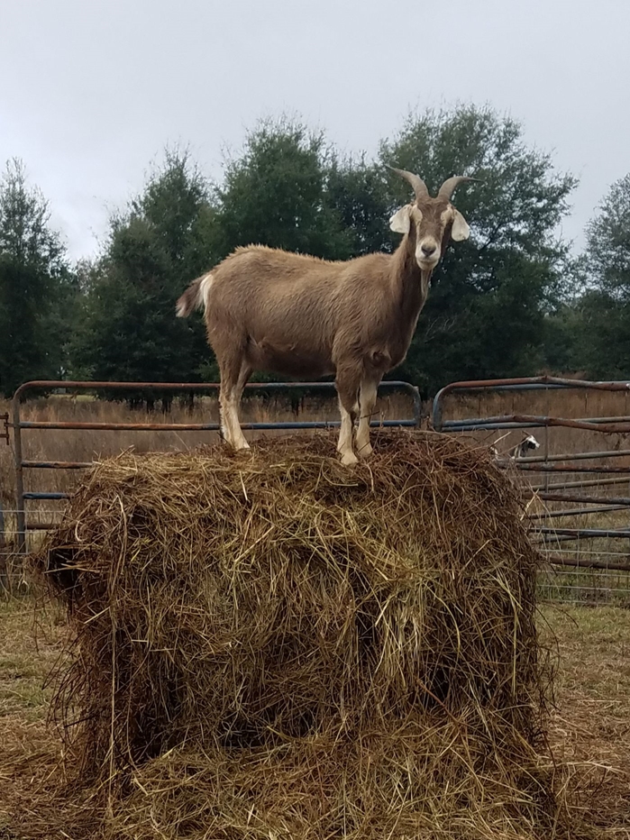 The Long Grey Line Farm LLC
