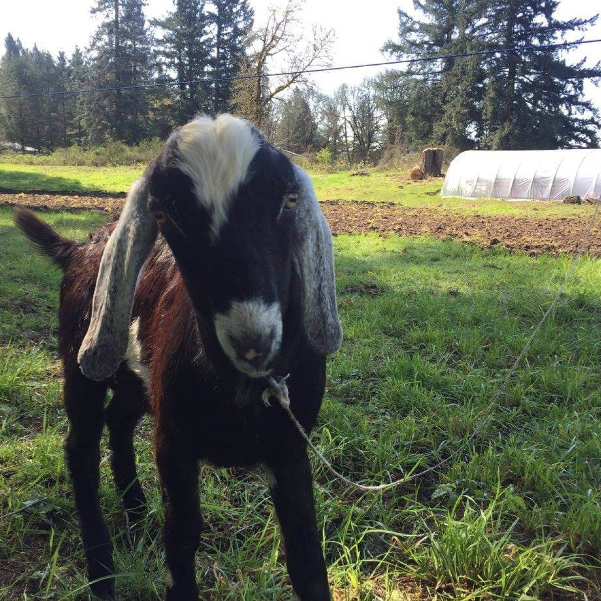 Three Goats Farm