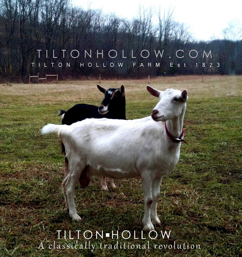 Tilton Hollow Farm