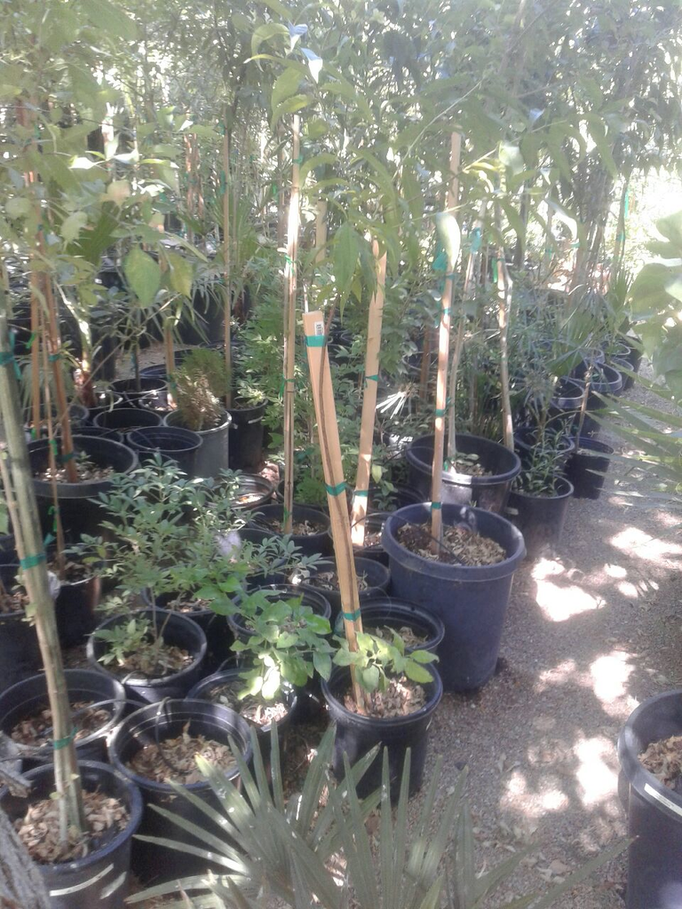 Timberland tree farm