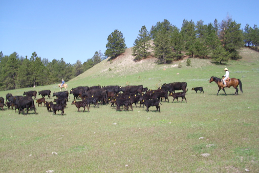 Touchstone Grass Fed Beef