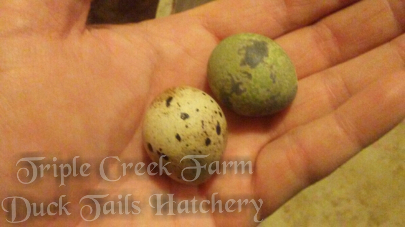 Triple Creek Farm/ Duck Tails Hatchery