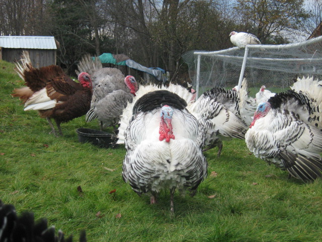 Turkeys Run the Roost Farm, LLC