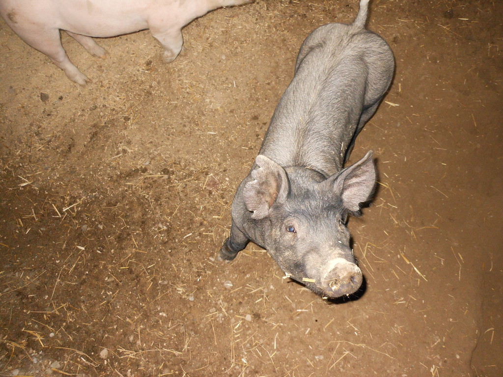 Turkle's Nest Farm