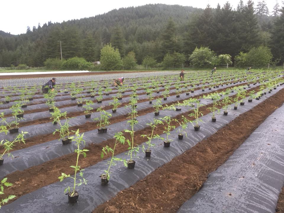 Turnip the Beet Farm