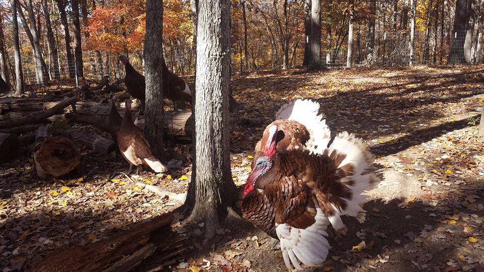 Up On Cedar Knoll Farm, LLC