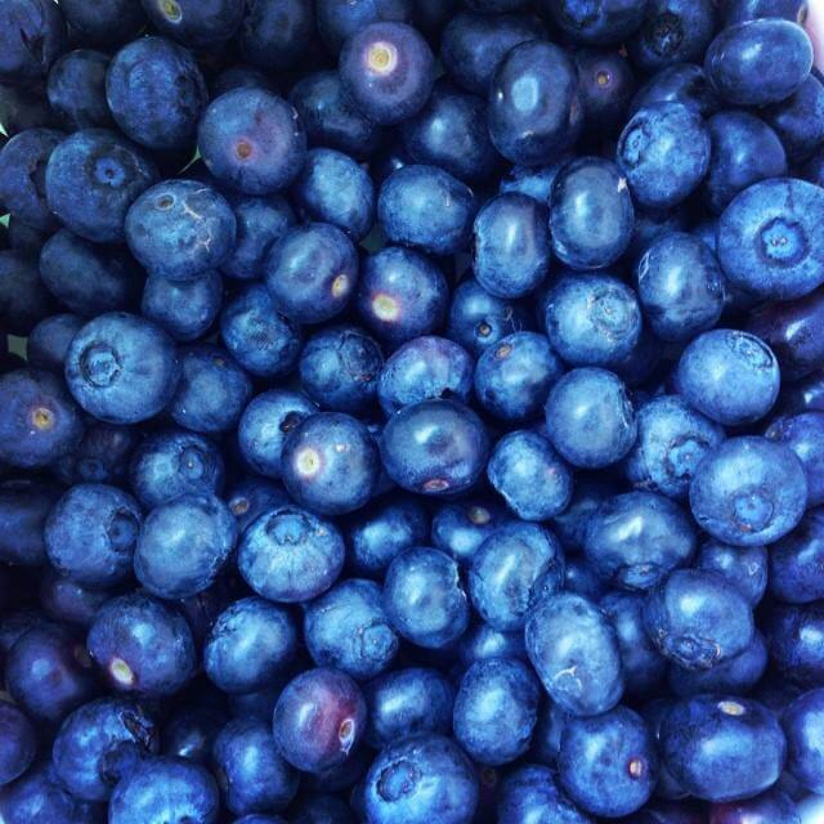 Valentine Blueberries