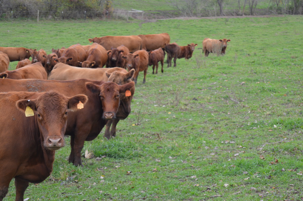Valley Springs Farm Fresh Beef