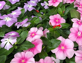 Wanczyk Evergreen Nursery Inc.