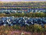 Warbington Farms
