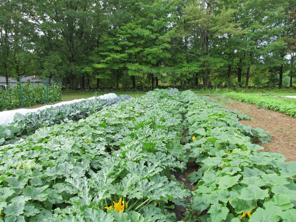 Warner River Produce