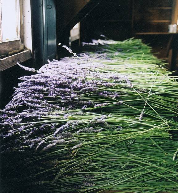 Wayward Winds Lavender