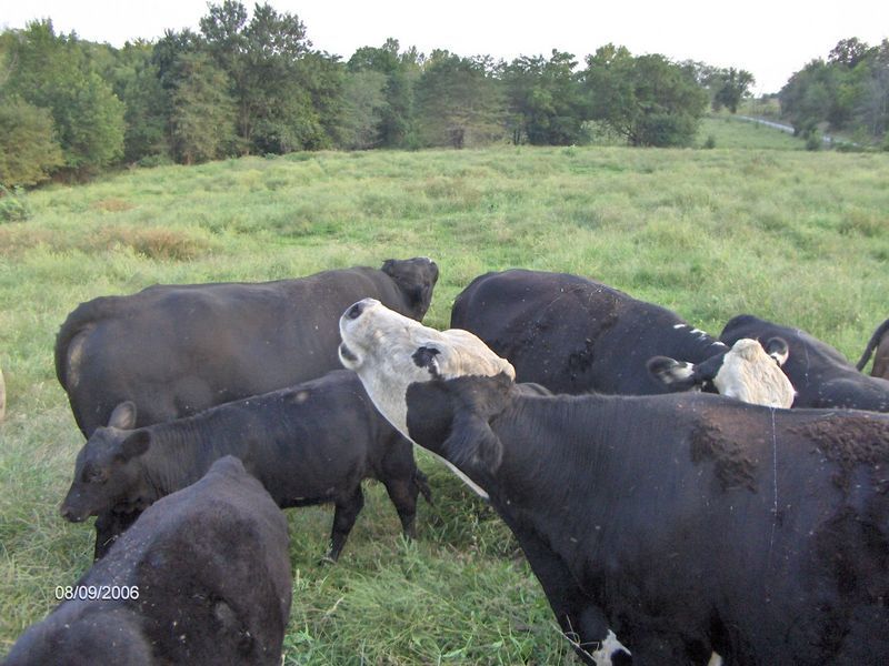 Wells Family Farms