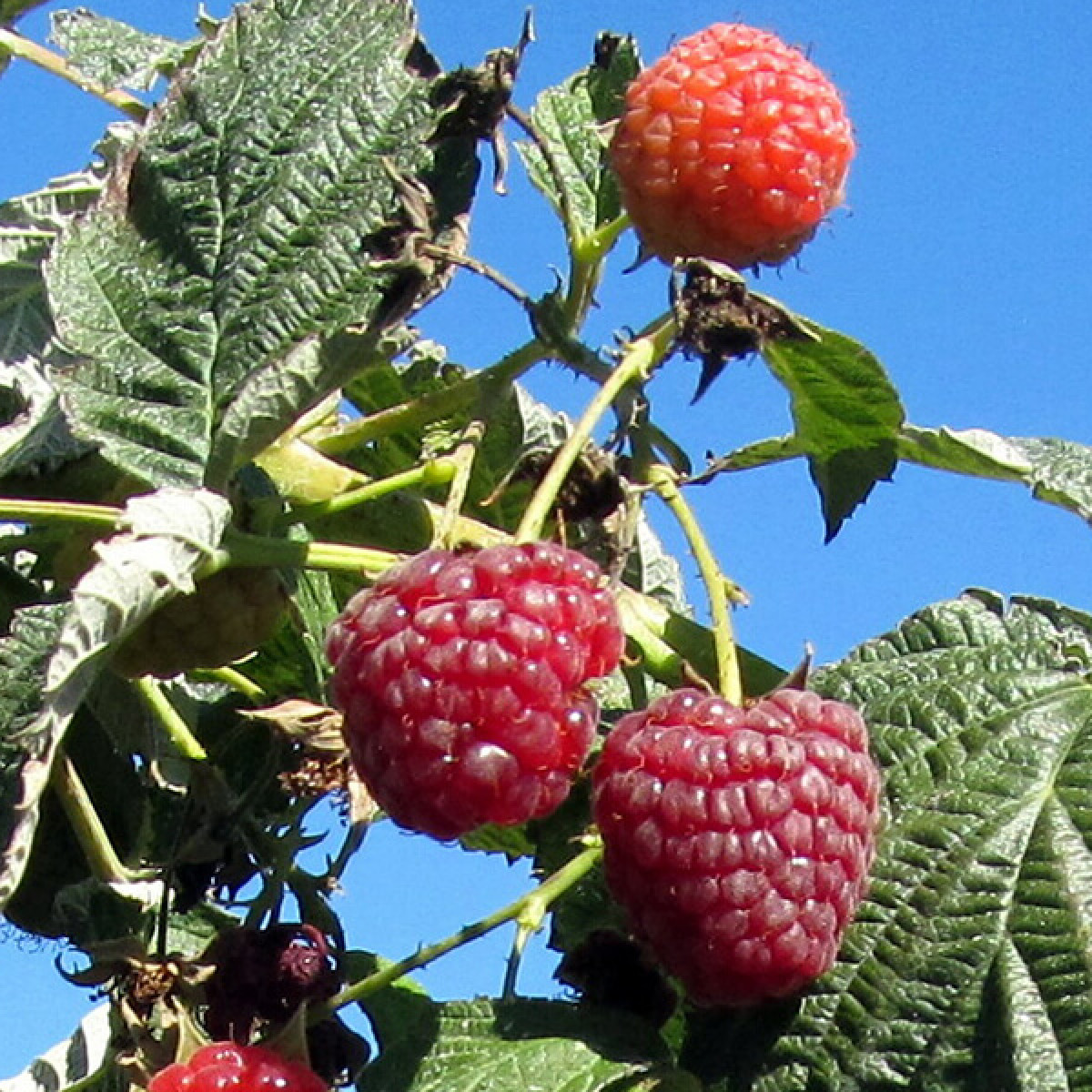 West Union Gardens