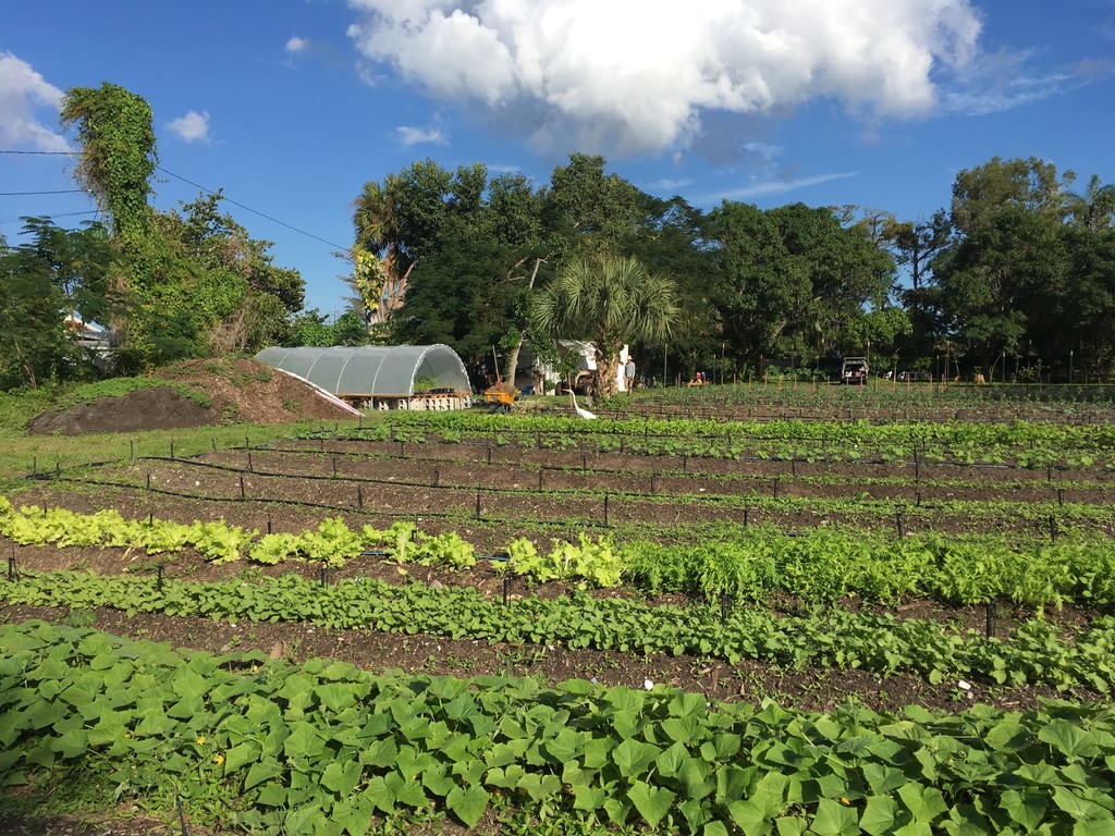 Westgate Community Farm