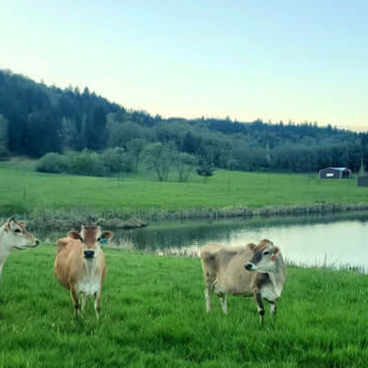 Wholesome Family Farm