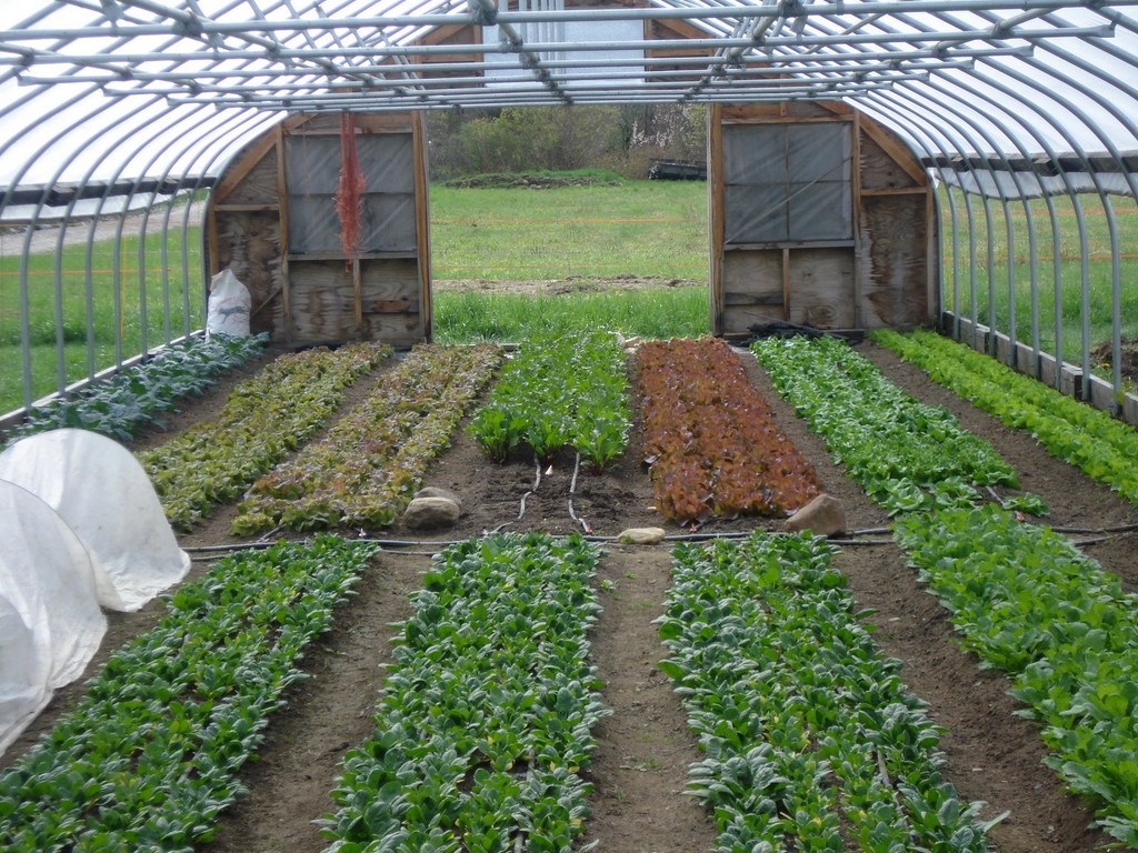 Wildstone Farm