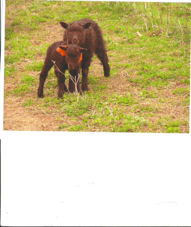 Windy Hamlet Farm/Gallery Pan Terra