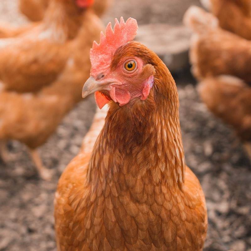 Wisdom's Natural Poultry