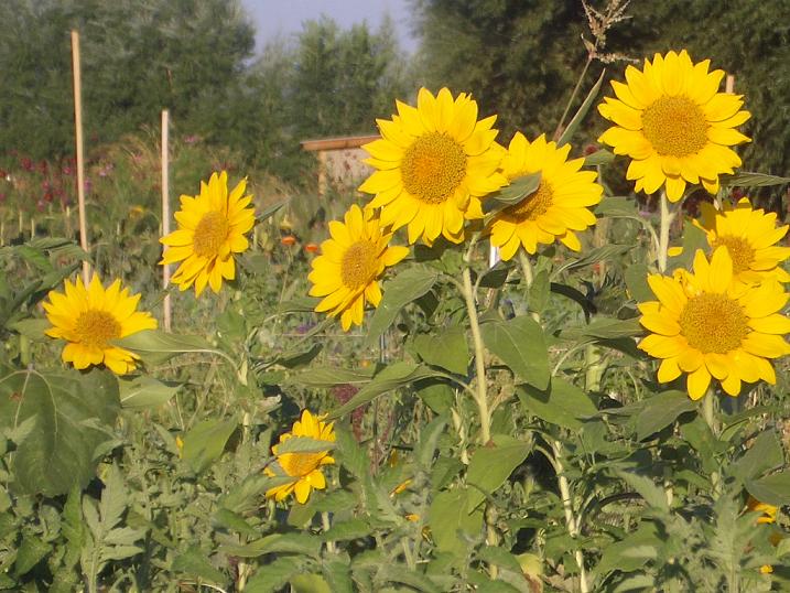 Zephyros Farm and Garden