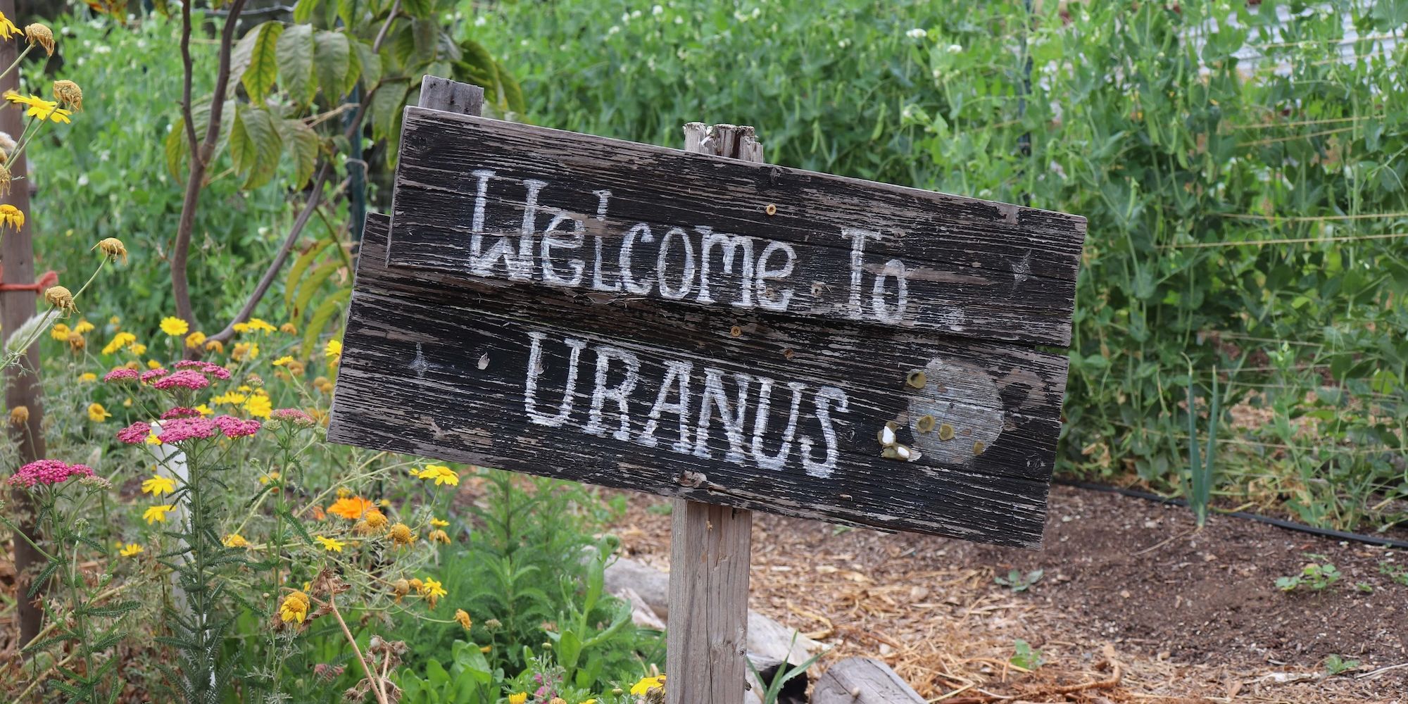 Where are these tomatoes from? Uranus...